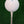White Straight Tees – 40 x 70mm / 2 ¾ inch White Premium Bamboo Golf Tees in a Biodegradable Bag with Free Ball Marker & Free Pencil. Twice the strength of regular bamboo very strong & durable & a Great Golf Gift.